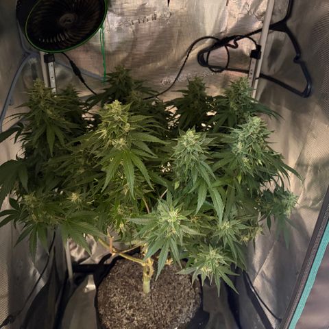 24 Carat  growlog timeline photo
