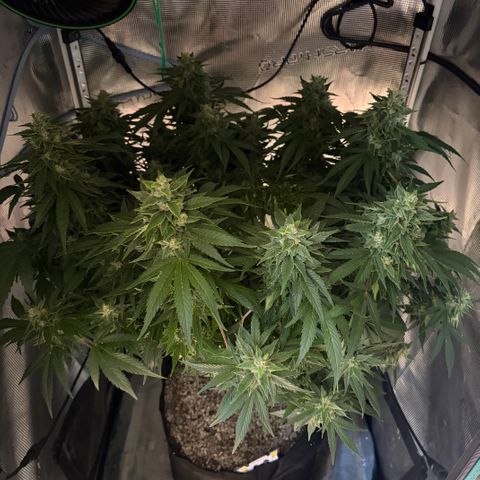 24 Carat  growlog timeline photo