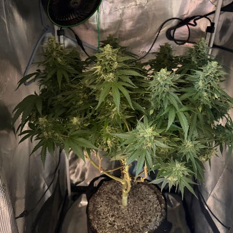 24 Carat  growlog timeline photo