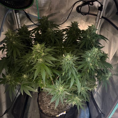 24 Carat  growlog timeline photo