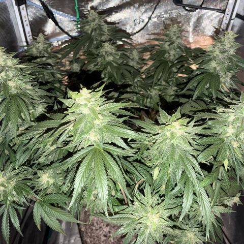 24 Carat  growlog timeline photo