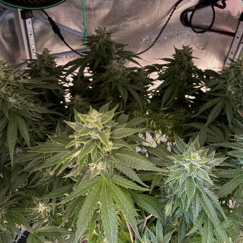 24 Carat  growlog timeline photo