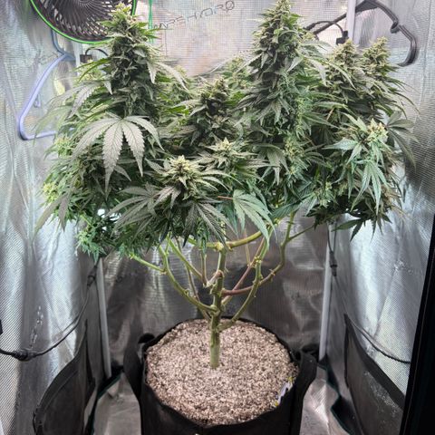 24 Carat  growlog timeline photo
