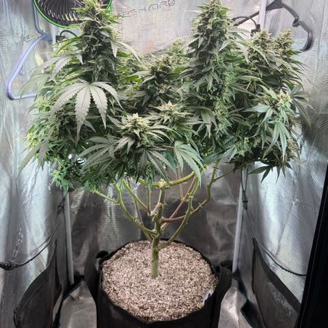 24 Carat  growlog timeline photo