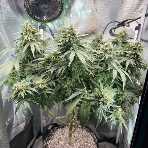 24 Carat  growlog timeline photo