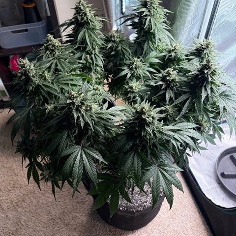 24 Carat  growlog timeline photo