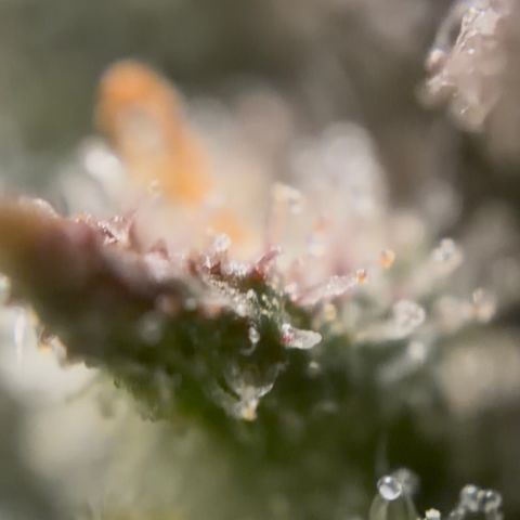 24 Carat  growlog timeline photo