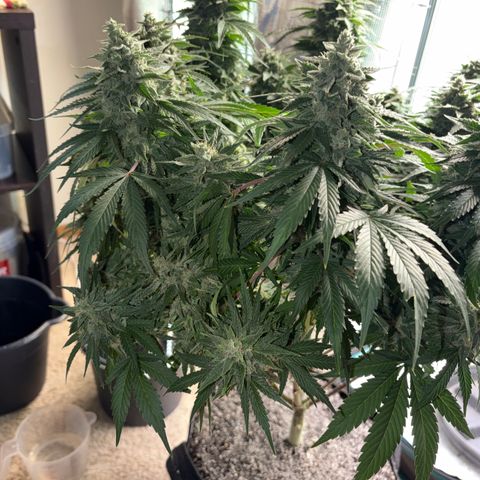 24 Carat  growlog timeline photo