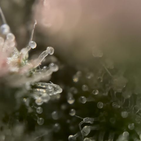 24 Carat  growlog timeline photo