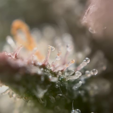 24 Carat  growlog timeline photo