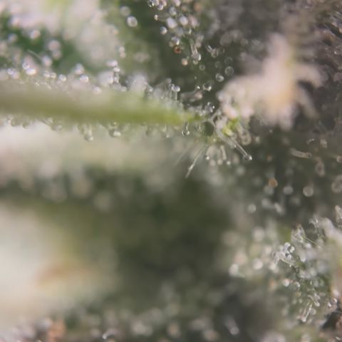 24 Carat  growlog timeline photo