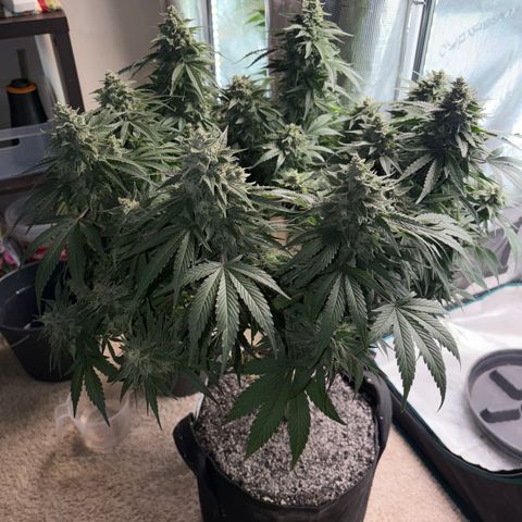 24 Carat  growlog timeline photo