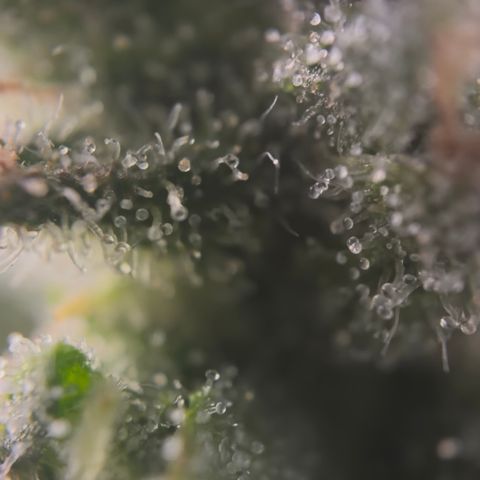 24 Carat  growlog timeline photo
