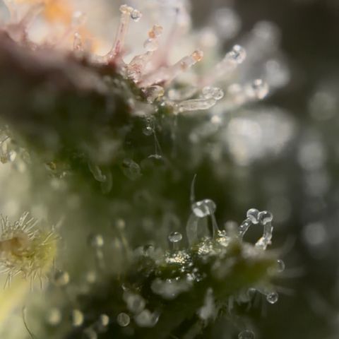24 Carat  growlog timeline photo