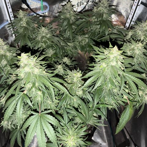 24 Carat  growlog timeline photo