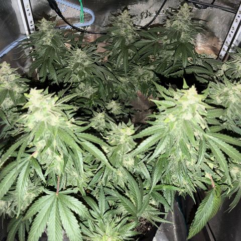 24 Carat  growlog timeline photo