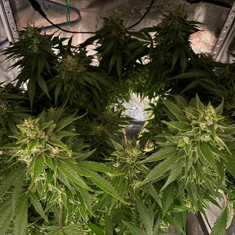 24 Carat  growlog timeline photo
