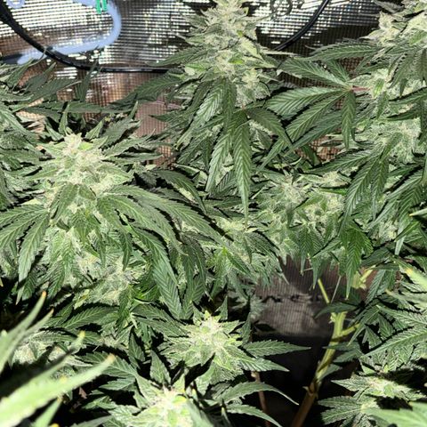 24 Carat  growlog timeline photo
