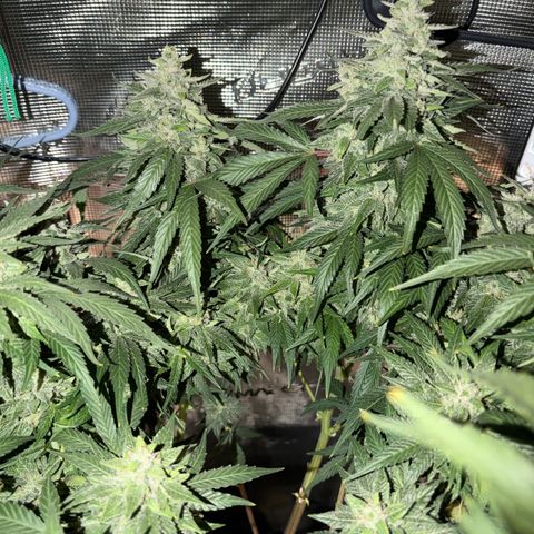 24 Carat  growlog timeline photo