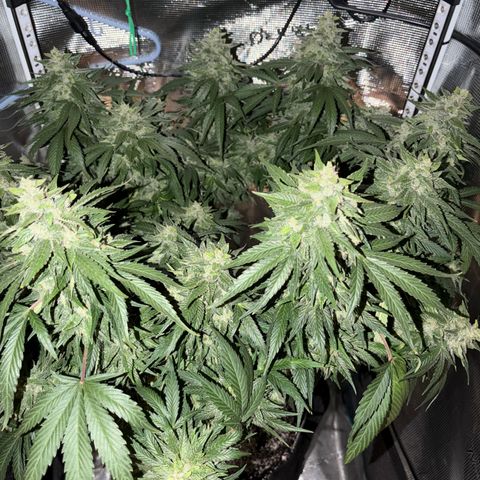 24 Carat  growlog timeline photo