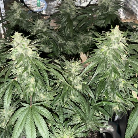 24 Carat  growlog timeline photo
