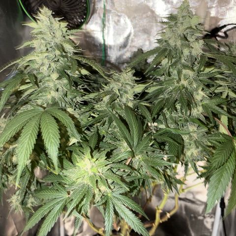24 Carat  growlog timeline photo