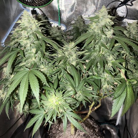 24 Carat  growlog timeline photo