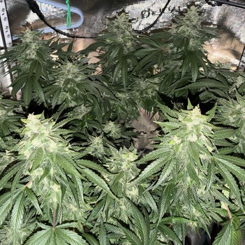 24 Carat  growlog timeline photo