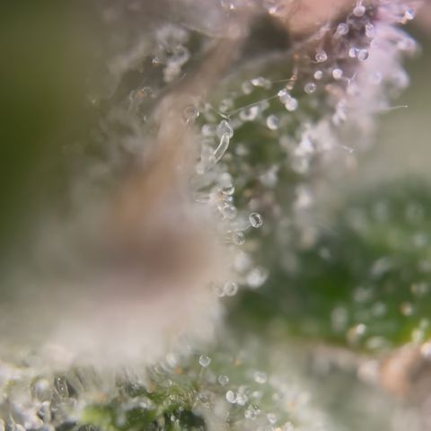 24 Carat  growlog timeline photo