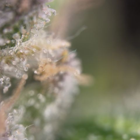 24 Carat  growlog timeline photo