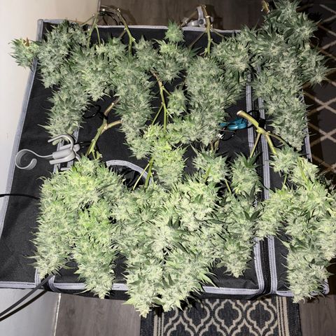 24 Carat  growlog timeline photo