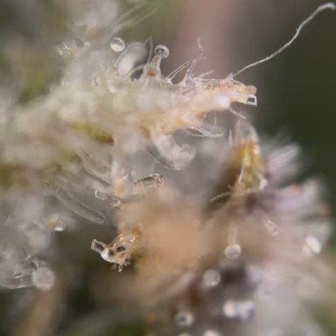 24 Carat  growlog timeline photo