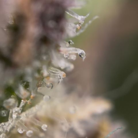 24 Carat  growlog timeline photo