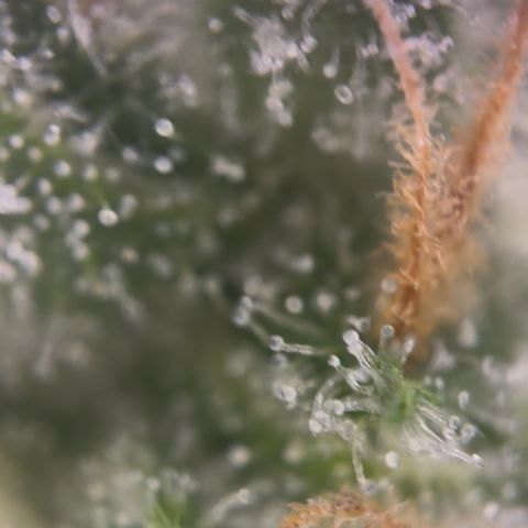 24 Carat  growlog timeline photo