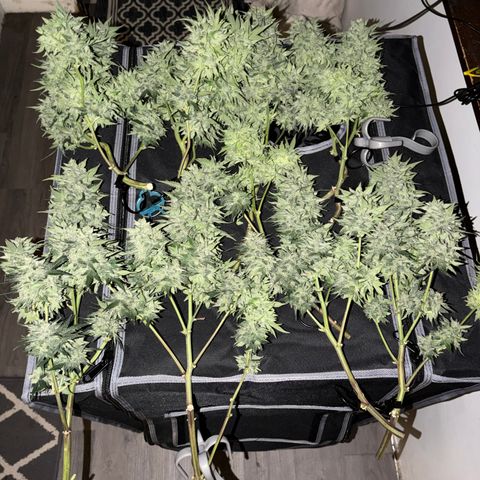 24 Carat  growlog timeline photo