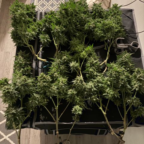 24 Carat  growlog timeline photo