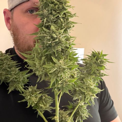 24 Carat  growlog timeline photo