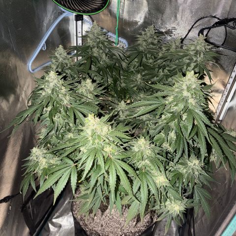 24 Carat  growlog timeline photo