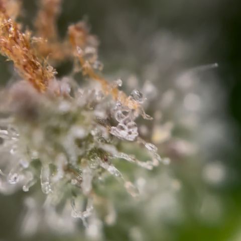 24 Carat  growlog timeline photo