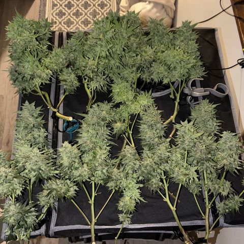 24 Carat  growlog timeline photo