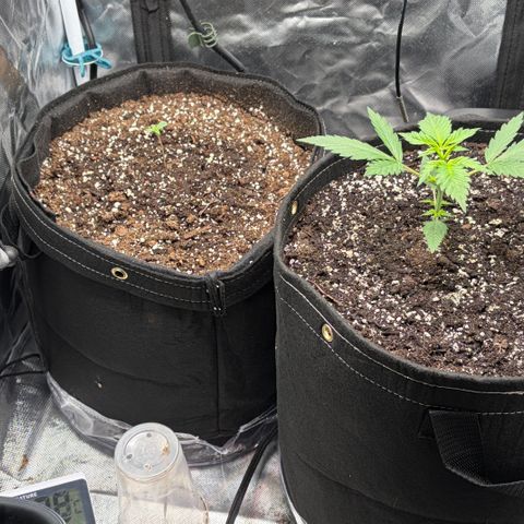 Sour Bubbly x HubbaBubbaHaze growlog timeline photo