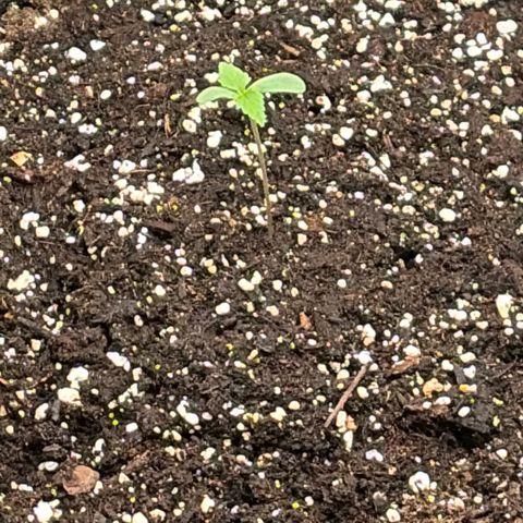Sour Bubbly x HubbaBubbaHaze growlog timeline photo