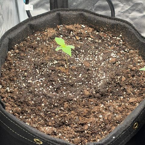 Sour Bubbly x HubbaBubbaHaze growlog timeline photo