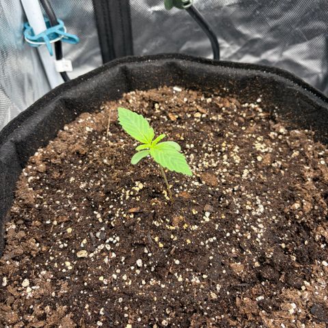 Sour Bubbly x HubbaBubbaHaze growlog timeline photo