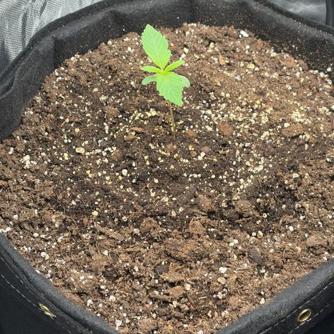Sour Bubbly x HubbaBubbaHaze growlog timeline photo