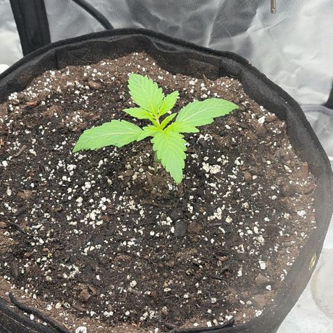 Sour Bubbly x HubbaBubbaHaze growlog timeline photo
