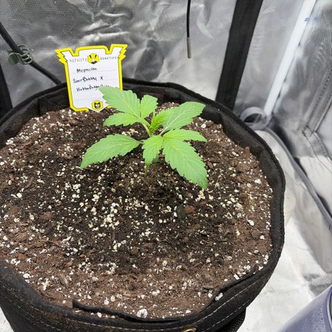 Sour Bubbly x HubbaBubbaHaze growlog timeline photo