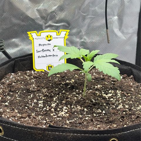 Sour Bubbly x HubbaBubbaHaze growlog timeline photo