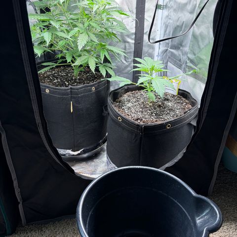 Sour Bubbly x HubbaBubbaHaze growlog timeline photo