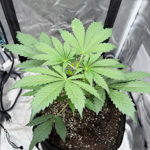 Sour Bubbly x HubbaBubbaHaze growlog timeline photo